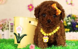 犬业信息网(美业信息网)-警犬训练器材厂家 _警犬训练用品_工作犬训练用品-南京开久警犬装备