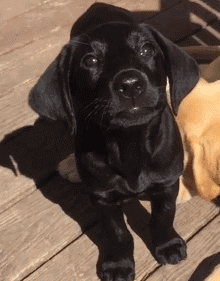 白色的狗好吗(白色的狗好吗?)-警犬训练器材厂家 _警犬训练用品_工作犬训练用品-南京开久警犬装备