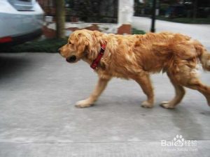 金毛犬怎么训练(养金毛怎么训练大小便)-警犬训练器材厂家 _警犬训练用品_工作犬训练用品-南京开久警犬装备