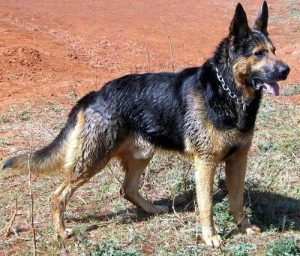 中国黑背犬(昆明黑背犬)-警犬训练器材厂家 _警犬训练用品_工作犬训练用品-南京开久警犬装备