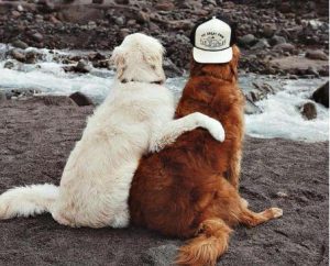 狗生殖器-警犬训练器材厂家 _警犬训练用品_工作犬训练用品-南京开久警犬装备