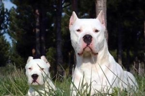 杜高犬打架(杜高犬打架怎么样)-警犬训练器材厂家 _警犬训练用品_工作犬训练用品-南京开久警犬装备