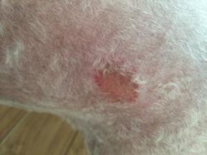 狗狗皮肤病怎么治(狗狗皮肤病反反复复怎么办)-警犬训练器材厂家 _警犬训练用品_工作犬训练用品-南京开久警犬装备