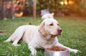 狗狗舌头特别热 *** 很舒服(狗狗舌头特别热是为什么)-警犬训练器材厂家 _警犬训练用品_工作犬训练用品-南京开久警犬装备