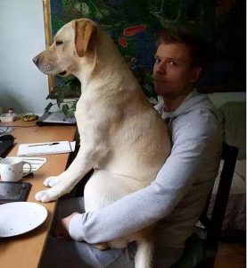 狗狗通人性到什么表现(什么品种狗狗最通人性)-警犬训练器材厂家 _警犬训练用品_工作犬训练用品-南京开久警犬装备