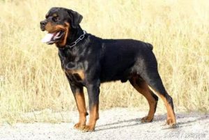 犬的种类(犬的种类)-警犬训练器材厂家 _警犬训练用品_工作犬训练用品-南京开久警犬装备