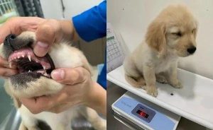 狗打针打什么部位(给狗狗打针打什么部位)-警犬训练器材厂家 _警犬训练用品_工作犬训练用品-南京开久警犬装备