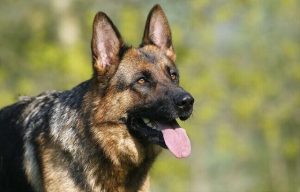 查尔斯王骑士小猎犬多少钱(查尔斯王骑士小猎犬智商)-警犬训练器材厂家 _警犬训练用品_工作犬训练用品-南京开久警犬装备