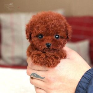 50元的茶杯犬在哪里买？茶杯犬在哪里买最便宜-警犬训练器材厂家 _警犬训练用品_工作犬训练用品-南京开久警犬装备