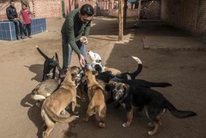 嘉兴流浪狗收容中心(上海市流浪狗收容中心地址)-警犬训练器材厂家 _警犬训练用品_工作犬训练用品-南京开久警犬装备