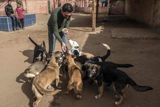 嘉兴流浪狗收容中心(上海市流浪狗收容中心地址) - 警犬训练器材厂家 _警犬训练用品_工作犬训练用品-南京开久警犬装备-警犬训练器材厂家 _警犬训练用品_工作犬训练用品-南京开久警犬装备