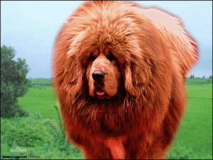 獒犬的形态特征-警犬训练器材厂家 _警犬训练用品_工作犬训练用品-南京开久警犬装备