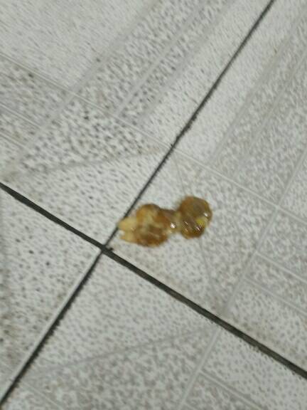 2个月小狗拉稀(三个月小狗拉稀怎么治疗) - 警犬训练器材厂家 _警犬训练用品_工作犬训练用品-南京开久警犬装备-警犬训练器材厂家 _警犬训练用品_工作犬训练用品-南京开久警犬装备