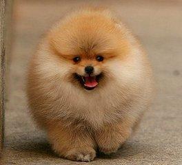 德国狐狸犬有什么缺点？小型狐狸犬有什么缺点-警犬训练器材厂家 _警犬训练用品_工作犬训练用品-南京开久警犬装备