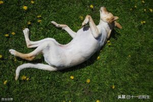 狗狗肚子大硬硬的怎么回事?狗狗的睾丸硬硬的是怎么回事-警犬训练器材厂家 _警犬训练用品_工作犬训练用品-南京开久警犬装备