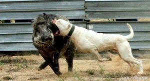 土佐斗犬(土佐斗犬和比特谁凶)-警犬训练器材厂家 _警犬训练用品_工作犬训练用品-南京开久警犬装备