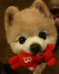 俊介怎么养?俊介好养吗?狗狗品种-警犬训练器材厂家 _警犬训练用品_工作犬训练用品-南京开久警犬装备