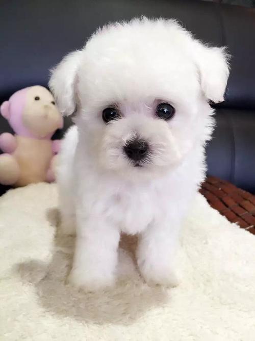 白色泰迪狗多少钱一只(正宗泰迪狗多少钱一只) - 警犬训练器材厂家 _警犬训练用品_工作犬训练用品-南京开久警犬装备-警犬训练器材厂家 _警犬训练用品_工作犬训练用品-南京开久警犬装备