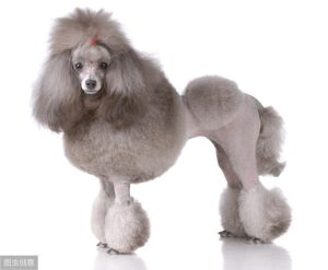 小贵宾犬怎么养萌宠？一岁的贵宾犬怎么养-警犬训练器材厂家 _警犬训练用品_工作犬训练用品-南京开久警犬装备