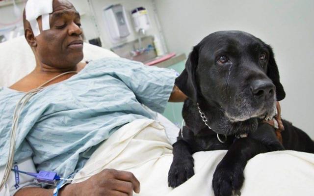 狗哭是怎么回事(自己家养的狗哭是怎么回事) - 警犬训练器材厂家 _警犬训练用品_工作犬训练用品-南京开久警犬装备-警犬训练器材厂家 _警犬训练用品_工作犬训练用品-南京开久警犬装备