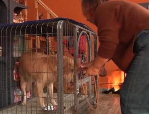 金毛猎犬多少钱(金毛猎犬和金毛的区别)-警犬训练器材厂家 _警犬训练用品_工作犬训练用品-南京开久警犬装备