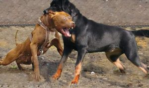 洛威拿犬，罗威纳犬幼崽多少钱一只-警犬训练器材厂家 _警犬训练用品_工作犬训练用品-南京开久警犬装备