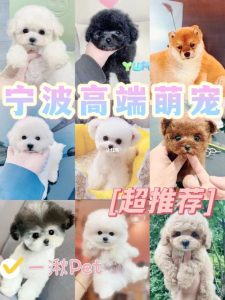 宁波哪里买狗比较靠谱-警犬训练器材厂家 _警犬训练用品_工作犬训练用品-南京开久警犬装备