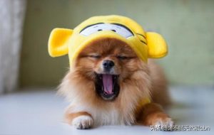 俊介狗狗  俊介狗狗的 ***-警犬训练器材厂家 _警犬训练用品_工作犬训练用品-南京开久警犬装备