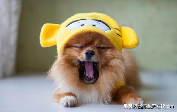 俊介狗狗 俊介狗狗的 *** - 警犬训练器材厂家 _警犬训练用品_工作犬训练用品-南京开久警犬装备-警犬训练器材厂家 _警犬训练用品_工作犬训练用品-南京开久警犬装备