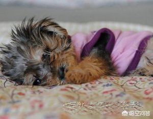 狗死前会向主人道别(狗死前会向主人道别托梦吗)-警犬训练器材厂家 _警犬训练用品_工作犬训练用品-南京开久警犬装备