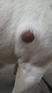 狗狗皮硬硬的怎么办？手上长硬硬的皮怎么办-警犬训练器材厂家 _警犬训练用品_工作犬训练用品-南京开久警犬装备