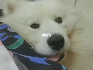 被自己家的狗上感受(搬新家自己的感受)-警犬训练器材厂家 _警犬训练用品_工作犬训练用品-南京开久警犬装备