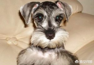 什么狗长不大又好养?长不大的狗狗品种？-警犬训练器材厂家 _警犬训练用品_工作犬训练用品-南京开久警犬装备