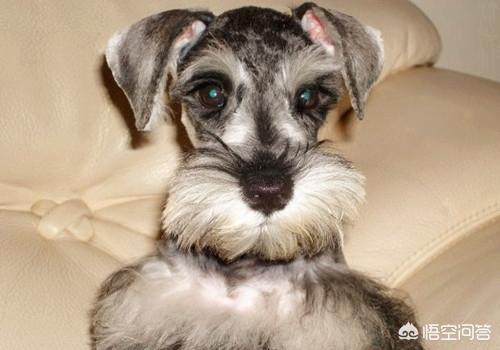 什么狗长不大又好养?长不大的狗狗品种？ - 警犬训练器材厂家 _警犬训练用品_工作犬训练用品-南京开久警犬装备-警犬训练器材厂家 _警犬训练用品_工作犬训练用品-南京开久警犬装备