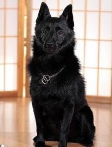 西帕凯犬  西帕凯牧羊犬-警犬训练器材厂家 _警犬训练用品_工作犬训练用品-南京开久警犬装备