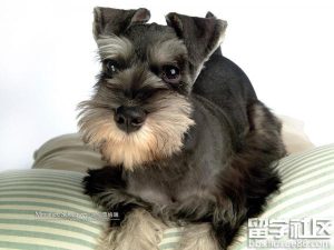 宠物狗的种类(宠物狗的种类 *** 及名称)-警犬训练器材厂家 _警犬训练用品_工作犬训练用品-南京开久警犬装备