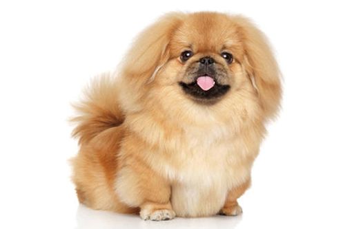 京巴狗是我国最普及的观赏犬之一 - 警犬训练器材厂家 _警犬训练用品_工作犬训练用品-南京开久警犬装备-警犬训练器材厂家 _警犬训练用品_工作犬训练用品-南京开久警犬装备