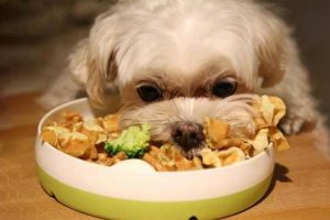 小狗吃撑了有什么反应(小狗吃撑了有什么症状)-警犬训练器材厂家 _警犬训练用品_工作犬训练用品-南京开久警犬装备