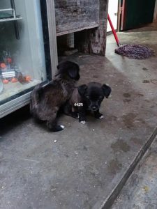 小奶狗母狗压(母狗狗吃什么长奶快)-警犬训练器材厂家 _警犬训练用品_工作犬训练用品-南京开久警犬装备