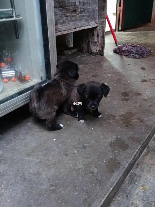 小奶狗母狗压(母狗狗吃什么长奶快) - 警犬训练器材厂家 _警犬训练用品_工作犬训练用品-南京开久警犬装备-警犬训练器材厂家 _警犬训练用品_工作犬训练用品-南京开久警犬装备