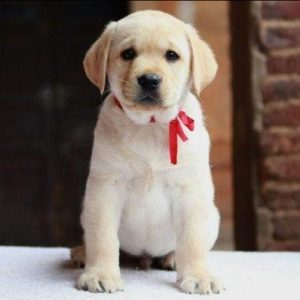 拉布拉多犬好养么萌宠-警犬训练器材厂家 _警犬训练用品_工作犬训练用品-南京开久警犬装备