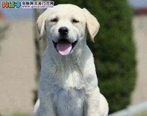 拉布拉多犬多少钱一只(拉布拉多价格多少钱一只幼犬)-警犬训练器材厂家 _警犬训练用品_工作犬训练用品-南京开久警犬装备