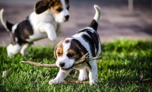 狗狗怎么配种？狗狗不配种需要绝育吗-警犬训练器材厂家 _警犬训练用品_工作犬训练用品-南京开久警犬装备