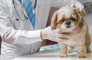 狗疾病大全以及症状(狗狗疾病大全及症状)-警犬训练器材厂家 _警犬训练用品_工作犬训练用品-南京开久警犬装备