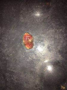 狗狗大便带血是怎么回事(狗狗大便带血是怎么回事吃什么药)-警犬训练器材厂家 _警犬训练用品_工作犬训练用品-南京开久警犬装备