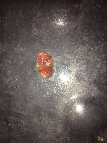 狗狗大便带血是怎么回事(狗狗大便带血是怎么回事吃什么药) - 警犬训练器材厂家 _警犬训练用品_工作犬训练用品-南京开久警犬装备-警犬训练器材厂家 _警犬训练用品_工作犬训练用品-南京开久警犬装备