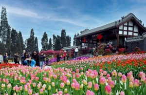 宽窄巷子可以带狗吗(宽窄巷子能带狗吗)-警犬训练器材厂家 _警犬训练用品_工作犬训练用品-南京开久警犬装备