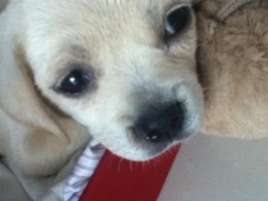 犬窝咳是什么(狗窝咳什么症状)-警犬训练器材厂家 _警犬训练用品_工作犬训练用品-南京开久警犬装备