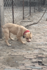 比特犬大宝铁嘴(比特犬铁嘴的爹)-警犬训练器材厂家 _警犬训练用品_工作犬训练用品-南京开久警犬装备