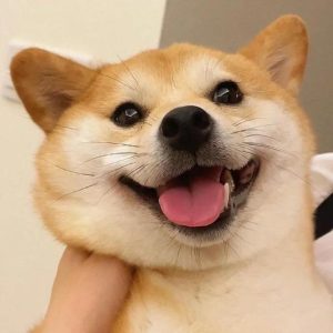 犬瘟热的治疗 *** 瘟，狗犬瘟热的治疗 ***-警犬训练器材厂家 _警犬训练用品_工作犬训练用品-南京开久警犬装备